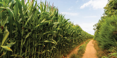 corn corn